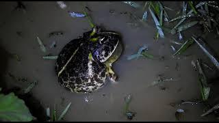 Ceratophrys joazeirensis vocalizando