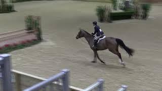 Video of CASCADELLA ridden by CAROLYN BELL from ShowNet!