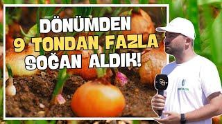 Dönümden 9 Tondan Fazla Soğan Aldık! / Hasat İyi, Mahsul Bol!