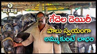 గేదెల డెయిరీతో విజయపథం || Buffalo Dairy Farming Success Story || Karshaka Mitra #agriculture #dairy