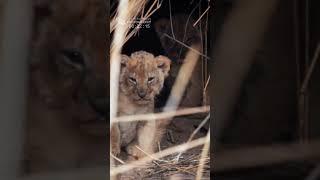 Little Lion Cubs Come Out of Their Den (Mashatu, Botswana)