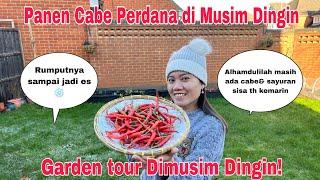 Panen Cabe Perdana di Musim Dingin! Garden tour Sayur2an yg masih Bertahan di Kebunku