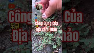 Bạn đã biết công dụng của Địa Cẩm Thảo chưa?
