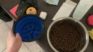 How to feed an over excited dog around food