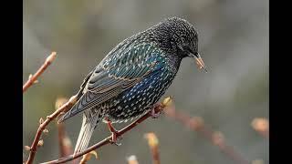 COMMON STARLING SINGING