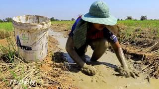 Wow!!! Amazing Smart Boy Find & Catching Giant Big Fish By Mud In The Dry Season