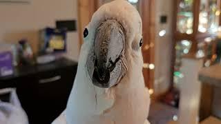 Cockatoo & French Toast