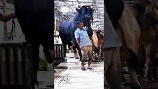 Gigantic Holstein Friesian bull coming out of the barn