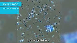 XBIO in Action - Staph Aureus