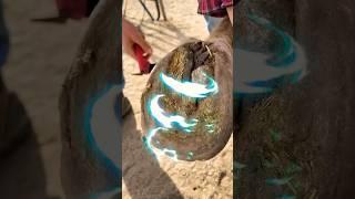 We took a BOULDER out of his HOOF! #hoof #cleaning #satisfying