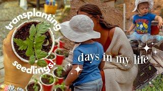 A FEW DAYS IN MY LIFE  Gardening with my Toddler & Building a Chicken Coop on the Homestead!