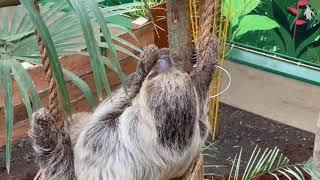 Scotland's only sloths | Edinburgh Zoo