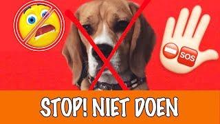 Doe dit nooit met honden! | DierenpraatTV