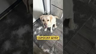 Для уборки пола в доме с животными  217340014 #уборка #собаки #лабрадор #лабрик #шерсть