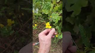 Partridge pea, Chamaecrista fasciculata, a eastern North America plant.