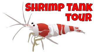 Freshwater Shrimp Aquarium Tour - 20  FRESHWATER SHRIMP AQUARIUMS!