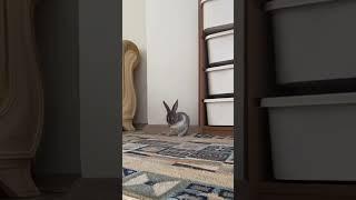Bunny is grooming 🫧#bunny #rabbit #shorts