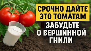 Срочно дайте это томатам и забудьте о вершинной гнили! Спасаем урожай без химии