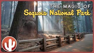 Exploring Sequoia National Park: Giants of Nature and Breathtaking Views