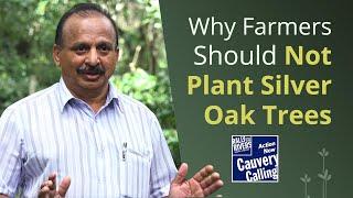 Why Farmers Should Not Plant Silver Oak Trees - A Prominent Scientist Explains