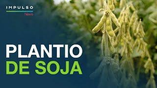 Soja: plantio começa em ritmo lento | Impulso News EP. 189