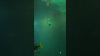 Reef Shark Coming in Hot!