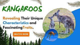 Kangaroos, Revealing Their Unique Characteristics and Fascinating Traits.