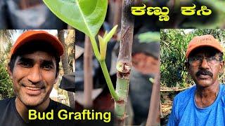 ಕಣ್ಣು ಕಸಿ | DIY Kannada | How To Do Bud Grafting Effectively For Jackfruit Plant | Kannada Vlogs