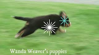 Wanda Weaver's Bernese Mountain Dog Puppies 3-29