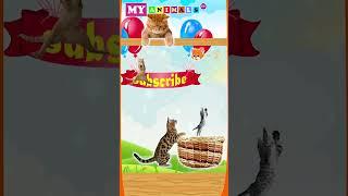 CAT CATHES KITTENS  VIDEO GAME ABOUT CATS  KITTENS MEOW  ANIMAL SOUNDS