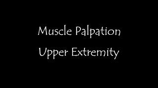 Muscle Palpation - Upper Extremity (Shoulder, Arm, Forearm, Wrist, Hand) ASMR