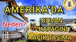 Amerika'da arıcılar bal hasattı bittikten sonra nakil esnasında kovan kapağını kapatmazlar.