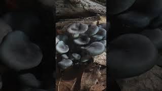 Mushroom timelapse-10 days