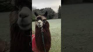 Get this alpaca a cookie! 