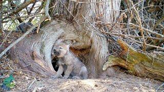 Wolf pup attempts to howl but can't quite get it out