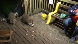 22 Sept 24  Diner Time with my raccoons