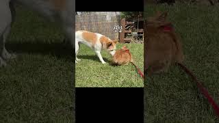 안놀아주면 돌변하는 진격의 댕댕이 #개vs고양이