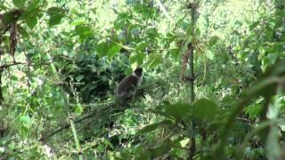 Bale Monkey, Harenna, Ethiopia