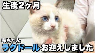 ひとり暮らし大学生がお迎えした生後2か月の子猫ラグドールが可愛すぎた。