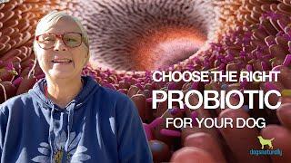 Choose The Right Probiotic For Your Dog