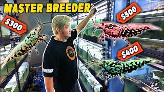 Breeding The Most Expensive Shrimp - Inside Singapore's LARGEST Caridina Breeder...