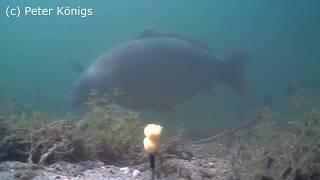 Clear water carp fishing. Big carp on my spot. Waterwolf 1.1 (short video)