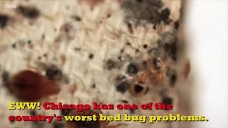 Chicago ranks No. 3 on Orkin's list of bed bug cities