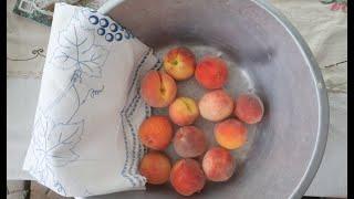 Picking Peaches and Blueberries Knowlan Family Farms July 16 2022