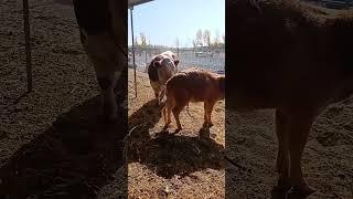 Daily life record, raising cement cows