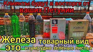 ЖЕЛЕЗАИспользуйте только 6% хелат железаСЕКРЕТНЫЙ СПОСОБ И У ВАС 100% НИКОГДА НЕ БУДЕТ ХЛОРОЗА.