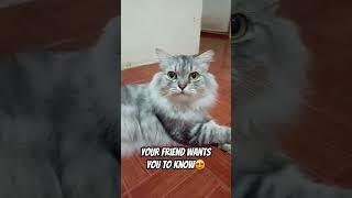 CAT SAYS YOU ARE AWESOME!️