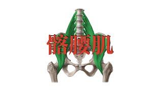 髂腰肌 iliopsoas muscles