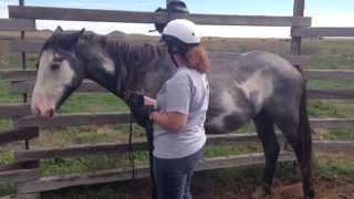 ROTH gentle Nokota horses at the Kuntz Ranch in North Dakota