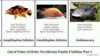 List of Fishes of Order Perciformes Family Cichlidae Part 1. apistogramma amphilophus aequidens